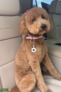 Female Goldendoodle looking for poodle or goldendoodle Listing Image