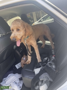 Male Golden Doodle  Listing Image