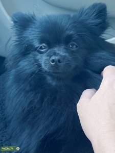Solid black Pom Listing Image