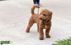 F1 Red Miniature Golden doodle  Listing Image