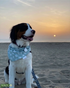 Mini Bernese Listing Image