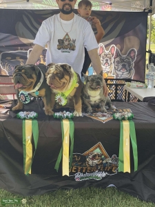 Akc blue merle French bulldog  Listing Image