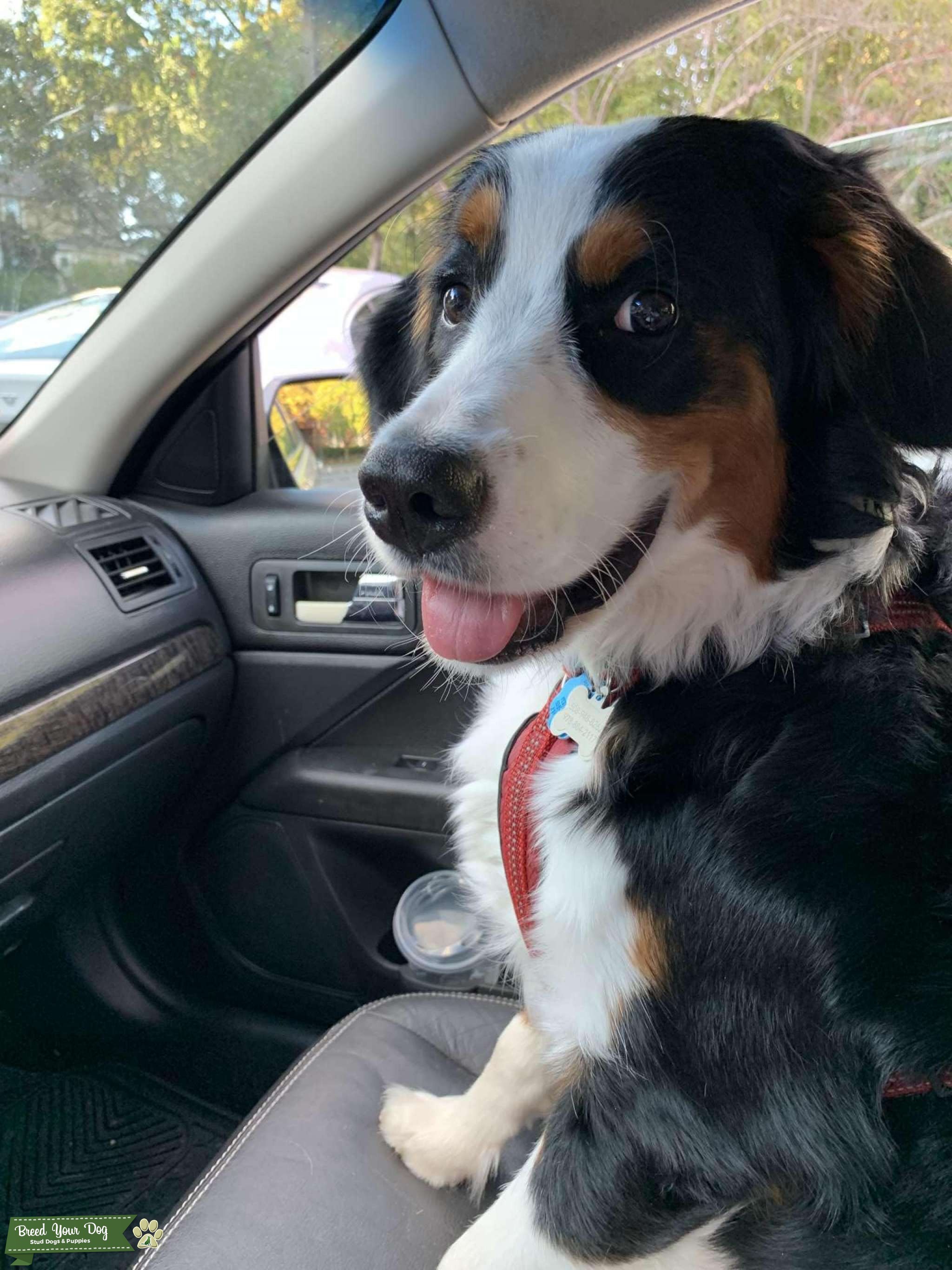 Bernedoodle Stud Stud Dog in New England, the United States Breed