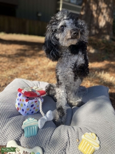 Blue Merle Mini Goldendoodle Listing Image