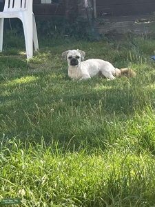 Our handsome American shih tzu  Listing Image