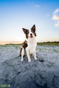 AKC Red Tri Border Collie For Stud Listing Image