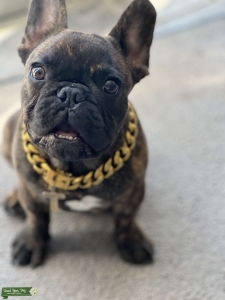 AKC French Bulldog Listing Image