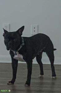 American bully Listing Image