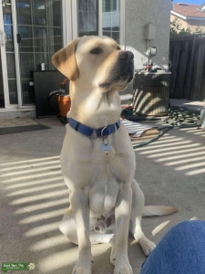 Beautiful Yellow Lab Listing Image