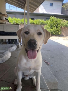 Beautiful Yellow Lab Listing Image