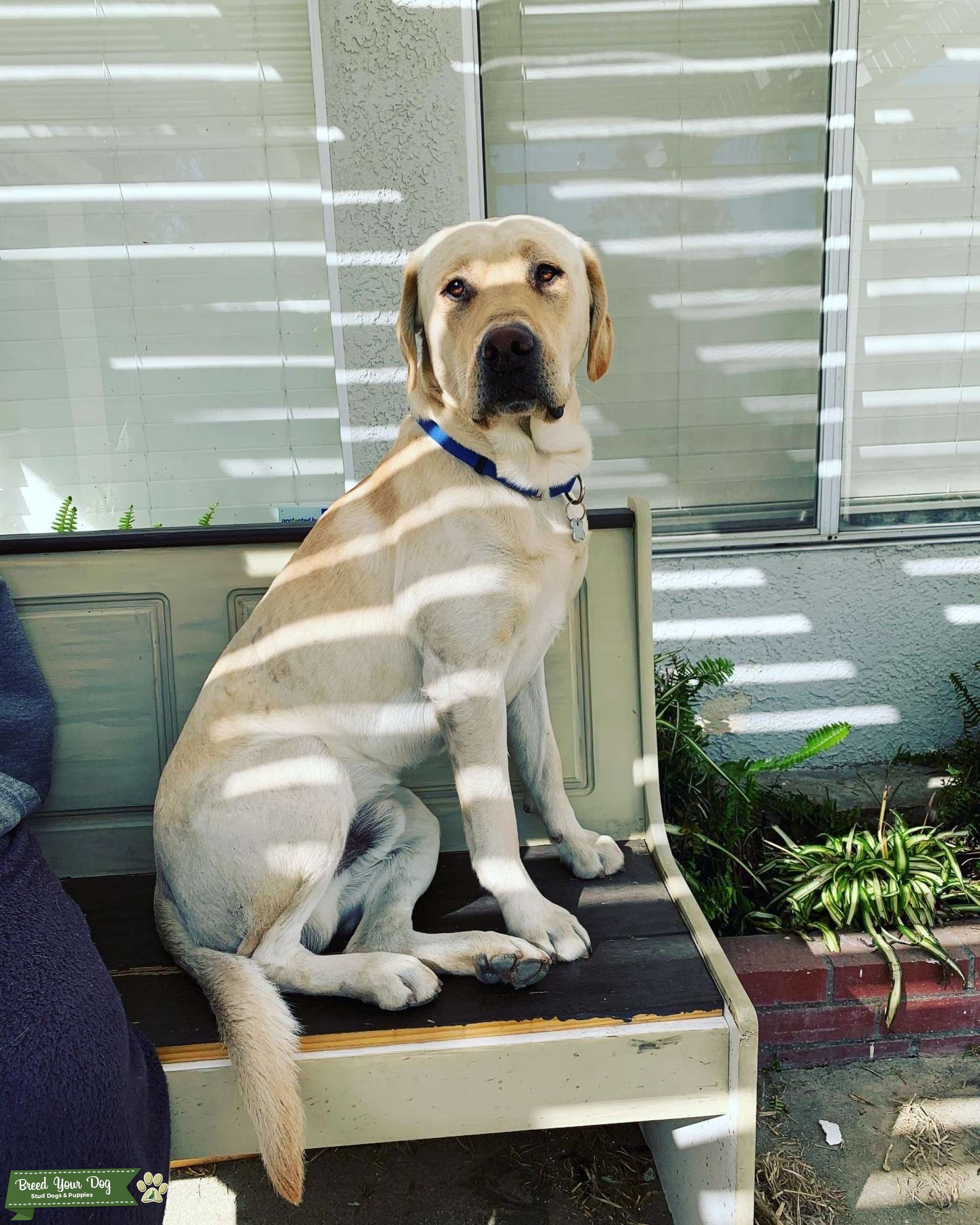 Beautiful Yellow Lab Stud Dog San Bernardino County Breed Your Dog