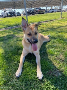 Caramel German Shepherd  Listing Image