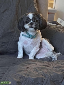 Black and white Shih Tzu Listing Image