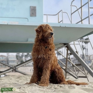 Male Goldendoodle looking for love Listing Image