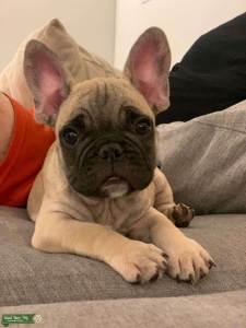 Fawn French Bulldog  Listing Image