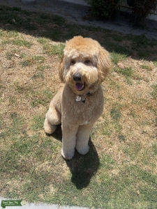 Male Stud Goldendoodle  Listing Image