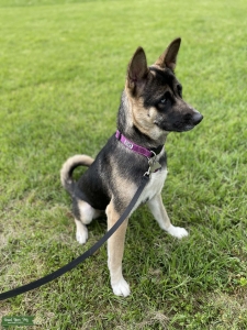 Akita Female Listing Image
