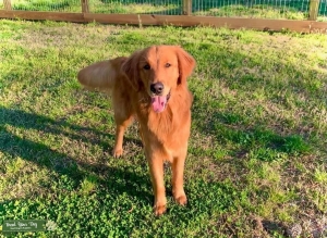 Golden Retriever Stud in NC Listing Image