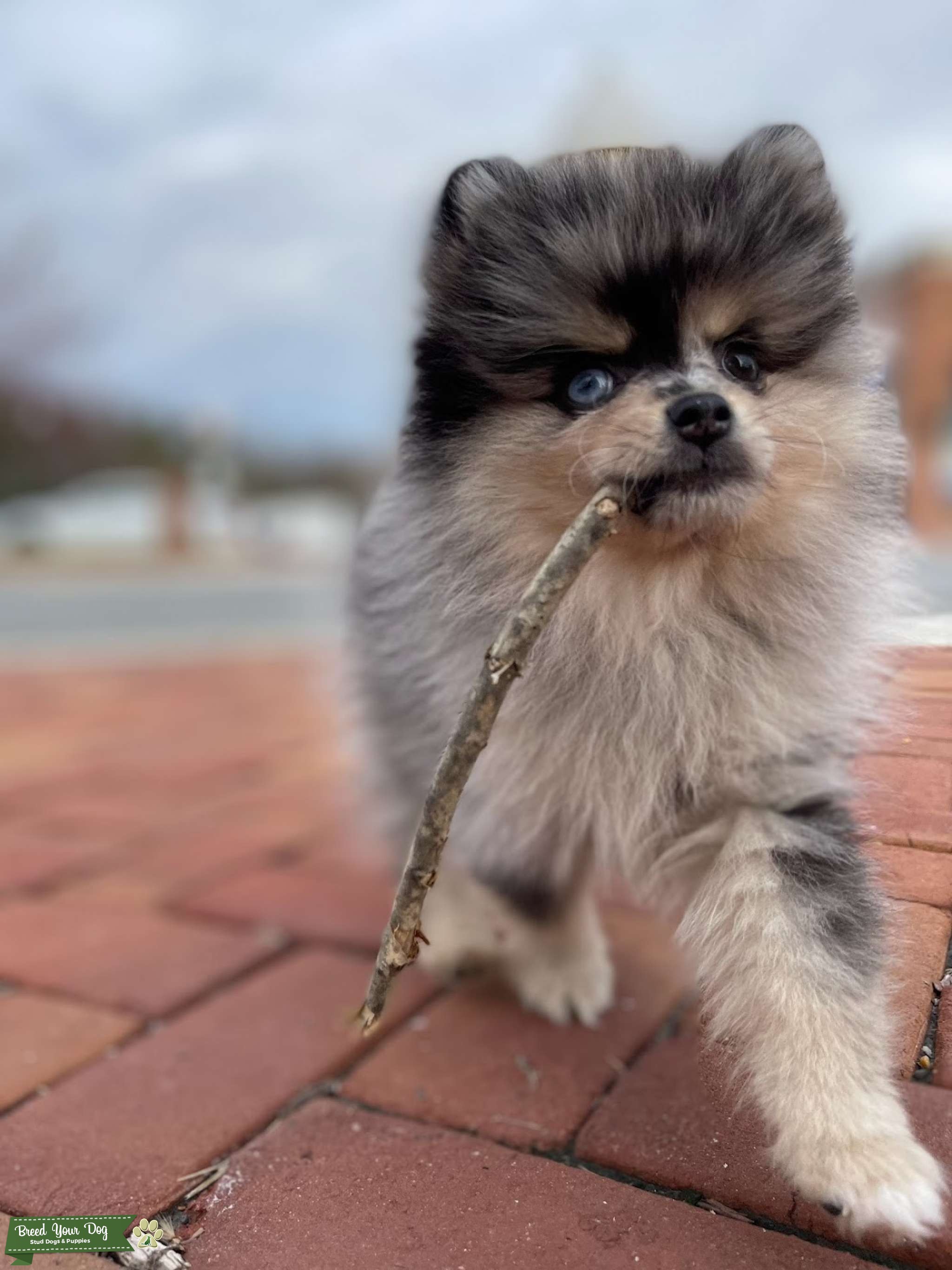 Blue Merle Teacup Pomeranian Stud Stud Dog in Northern Virginia, the