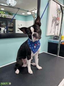 Boston Terrier Beautiful Markings Listing Image