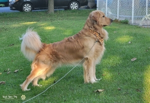 AKC MEDIUM GOLD MALE,  Listing Image