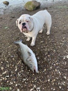 White English bulldog  Listing Image