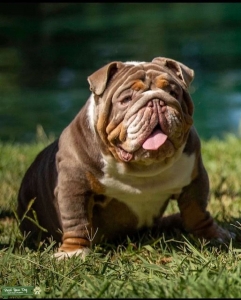 AKC ENGLISH BULLDOG LILAC TRI STUD Listing Image