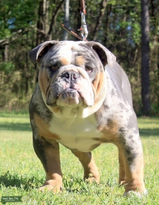 AKC Merle blue tri English bulldog  Listing Image