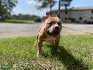 1yr ABKC registered Pocket Bully ready to stud Listing Image