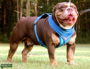 AKC English bulldog stud Listing Image