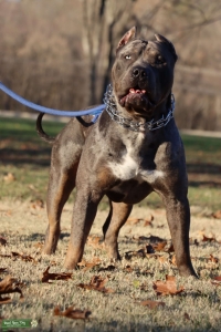 Kobe Black Tri Merle Listing Image