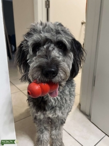 Mini Goldendoodle Stud looking for Female Listing Image