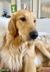 Purebred Golden Retriever Listing Image