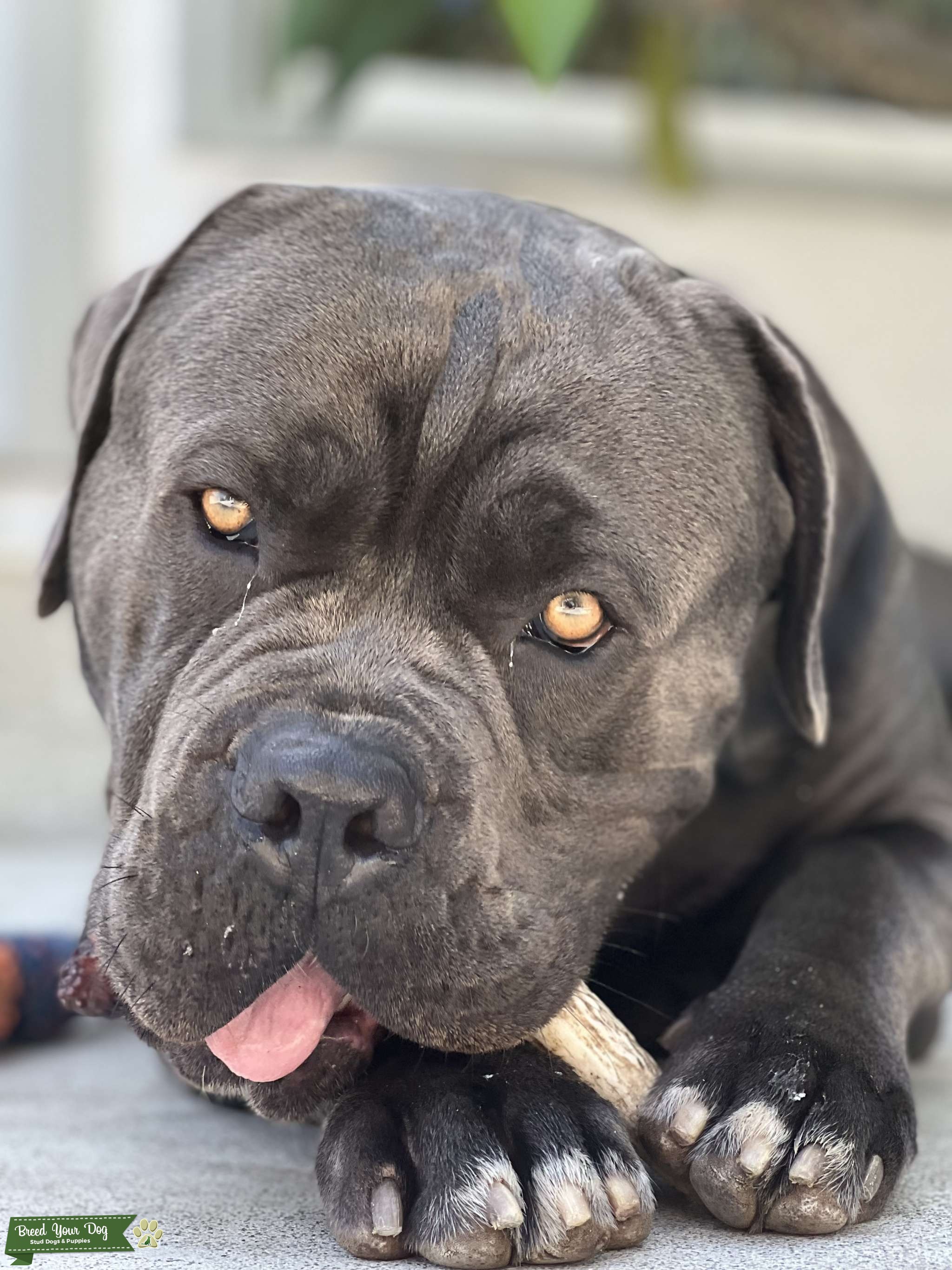 AKC Blue Male Cane Corso Amazing Bloodline Stud Dog Southern