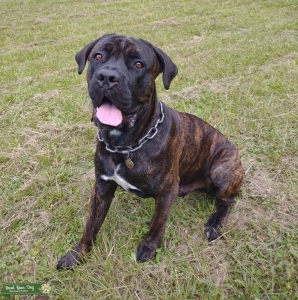 Brindle Cane Corso Listing Image