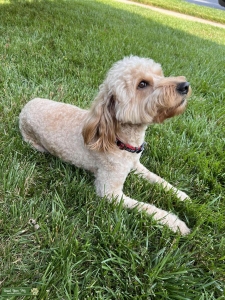 Golden doodle  Listing Image