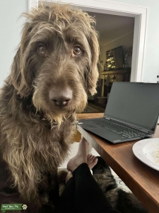 Chocolate Labradoodle looking for a mate!  Listing Image