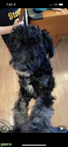 Female Aussiedoodle Listing Image