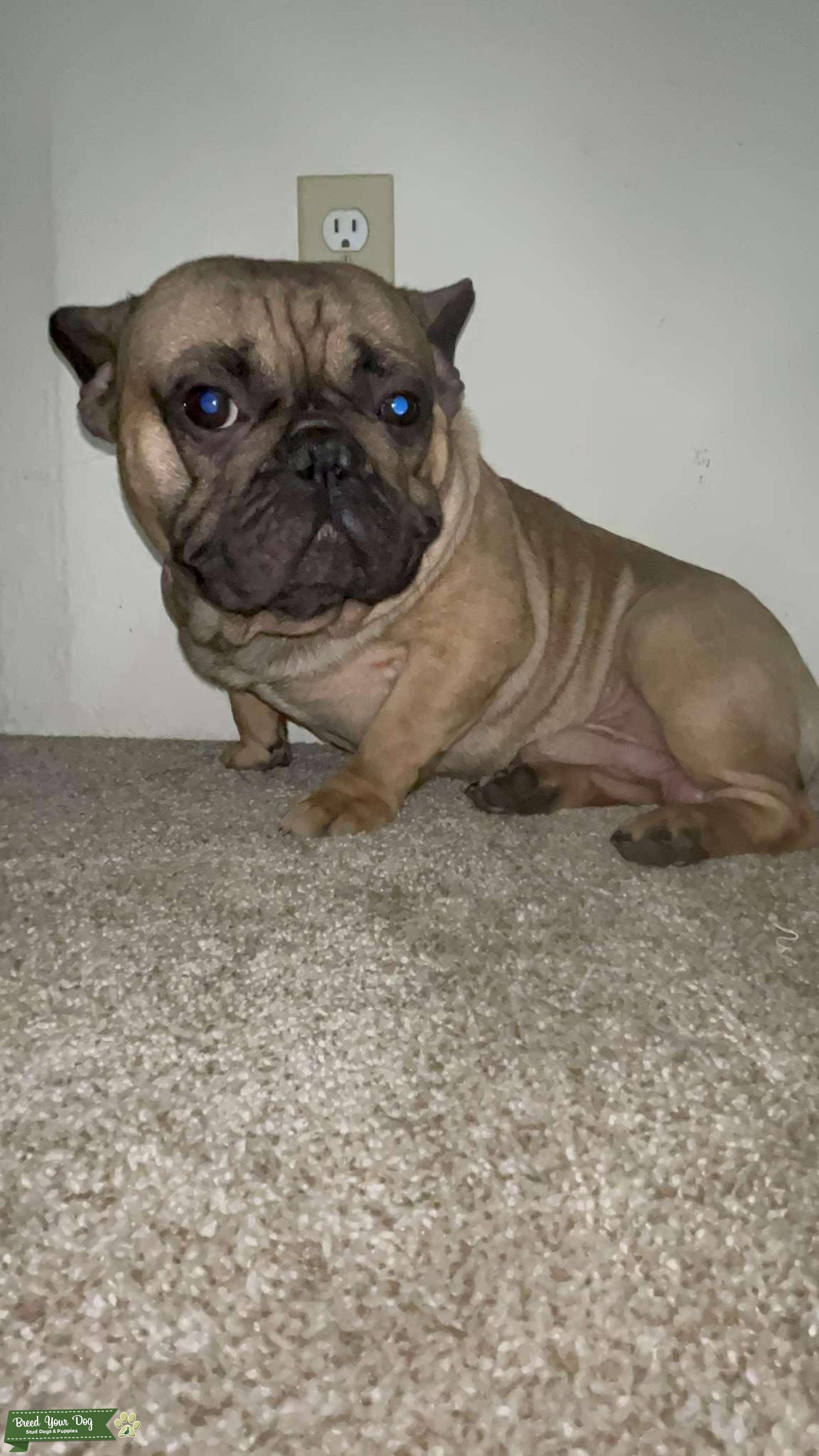 Frenchy Stud Dog in Citrus Heights Ca, the United States Breed Your Dog