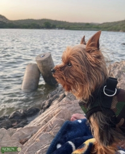 Yorkshire Terrier Gizmo Rocket Stud Listing Image