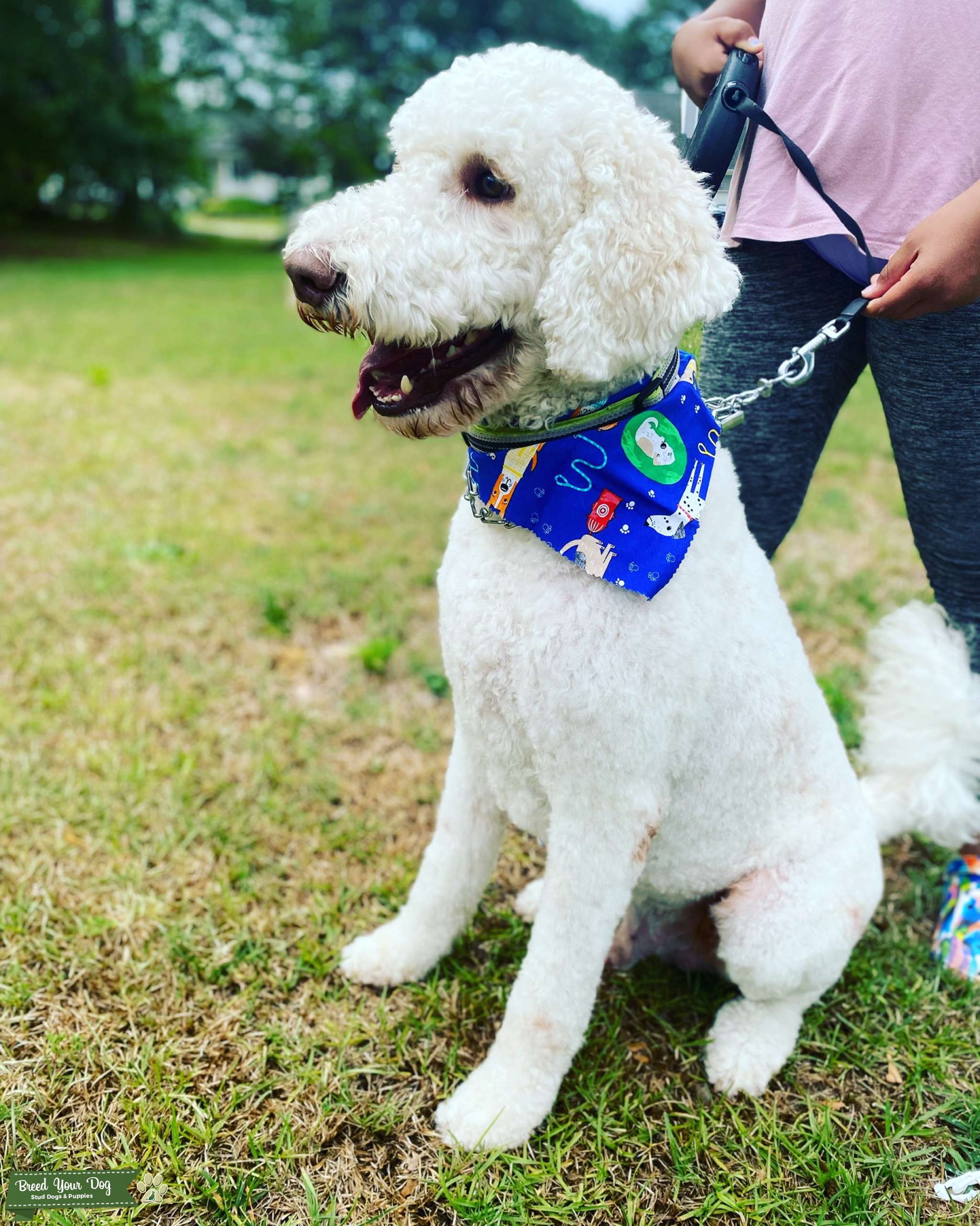 Stud Stud Dog in Eastern North Carolina , United States Breed Your Dog