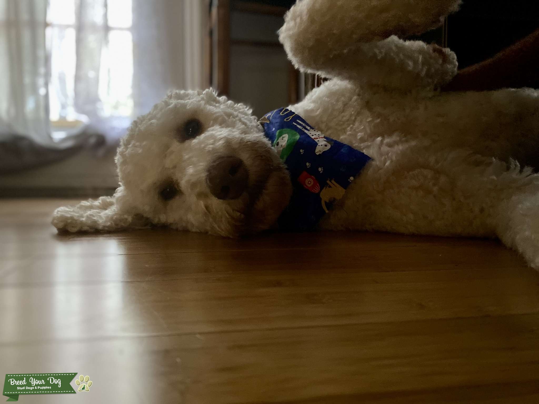 Stud Stud Dog in Eastern North Carolina , United States Breed Your Dog