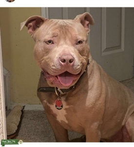 Handsome Bully XL Listing Image