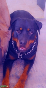 American Rottie Stud  Listing Image