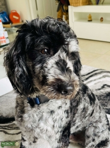 Goldendoodle Merle Listing Image