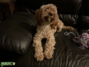 Perfect Cavapoo Listing Image