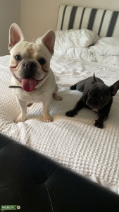 KRW Frenchies Listing Image