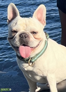 KRW frenchies Listing Image