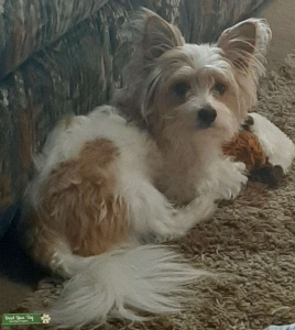 Hansome Parti yorkie stud Listing Image