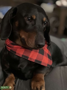ACA Mini smooth hair Dachshund Stud Listing Image
